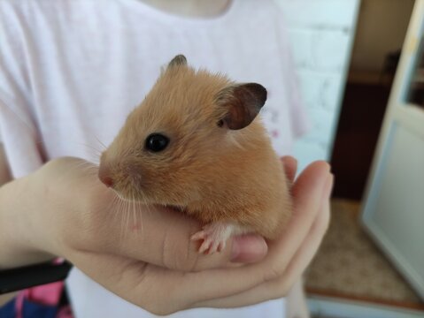 Syrian hamster in female hands