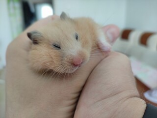 Syrian hamster sleeps in hands