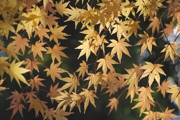 Fototapeta premium 紅葉したもみじ