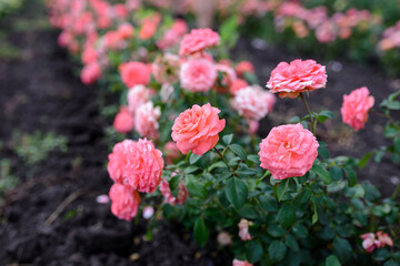 Pink garden roses are blooming. Spring season. Beautiful flowers.