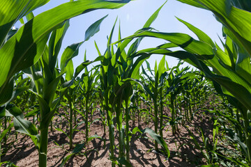 young green immature corn in the field