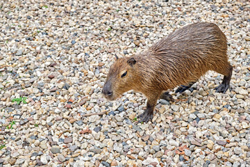 Fototapeta premium Capybara oder Wasserschwein ( Hydrochoerus hydrochaeris ).