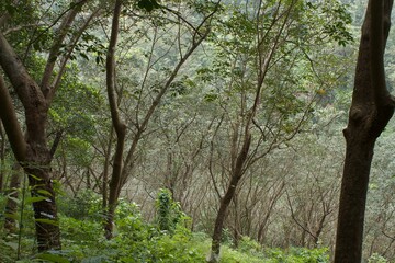 Rubber plantation on the hillside