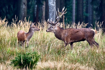 Rotwild ( Cervus elaphus ) 