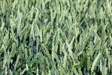 farming for growing wheat and harvesting grain