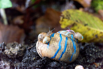 Painted burgundy snail with baby snails