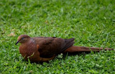 Brown Cuckoo-dove