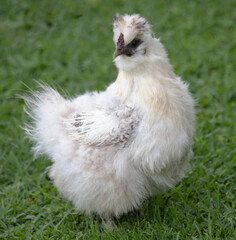white chicken on grass