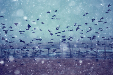 black birds, flock in flight, snow winter climate, depression stress concept