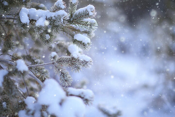 coniferous forest covered with hoarfrost background, winter landscape snow trees