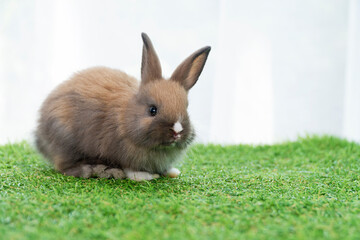 Adorable little furry brown, white baby rabbit standing on green grass with light while watching something over white background. Easter animal bunny concept.