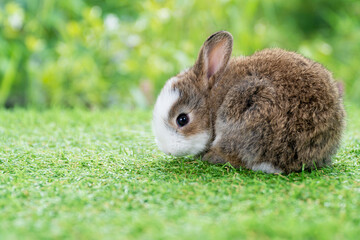 Lovely furry baby white and brown rabbit looking at something while sitting on green grass over bokeh nature background. Easter animal new born bunny concept.