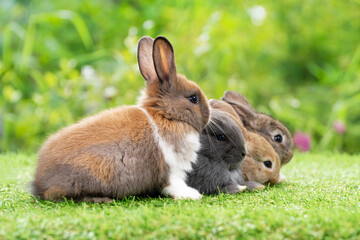 Group of cuddly furry rabbit bunny sitting and lying down sleep together on green grass over natural background. Easter newborn bunny family concept.