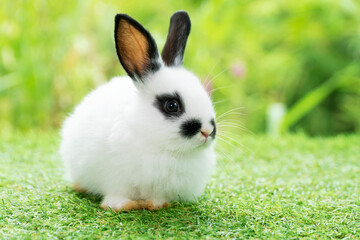 Lovely furry baby white and black rabbit looking at something while sitting on green grass over bokeh nature background. Easter animal new born bunny concept.
