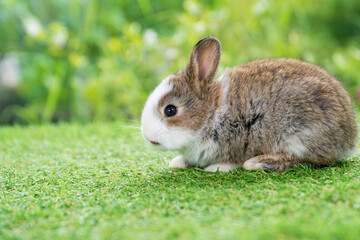 Lovely furry baby white and brown rabbit looking at something while sitting on green grass over bokeh nature background. Easter animal new born bunny concept.