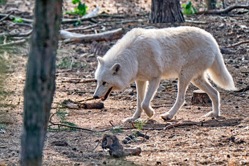 Fototapeta premium Polarwolf , Weißwolf oder arktischer Wolf ( Canis lupus arctos ).