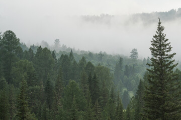 Mountain taiga, a wild place in Siberia. Coniferous forest, morning fog.