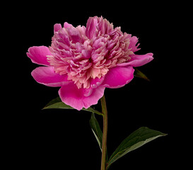 Pink peony flower on black background © svetlanass13