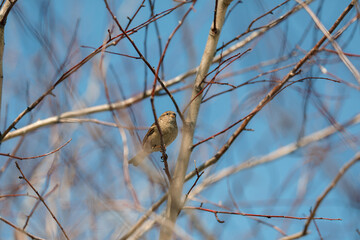 A sparrow sits on a bare branch with buds against the blue sky in spring