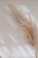 Pampas grass on a white surface for minimalism