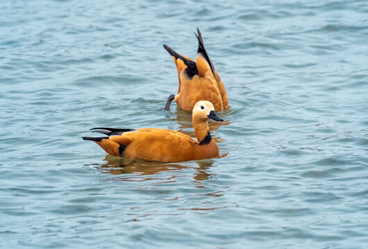 Ruddy shelducks, orginally from the steppes and semideserts of Asia and North Africa. increasingly a common visitor in central european waters. Rapperswil-Jona, St. Gallen, Switzerland