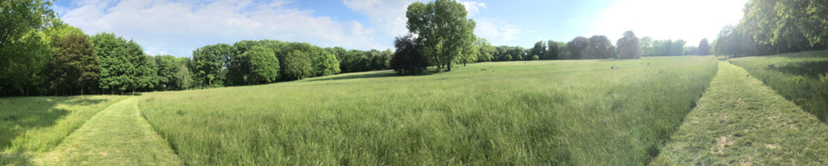 landscape with grass