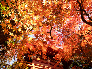 紅葉したカエデの木