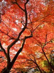 紅葉したカエデの木