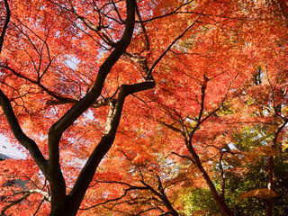 紅葉したカエデの木