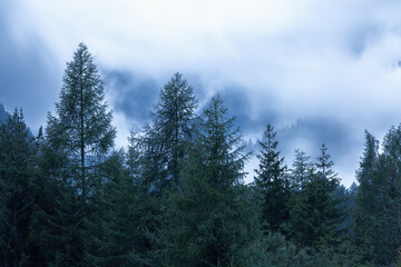 Heavy fog in a mystical coniferous forest in the Italian Alps