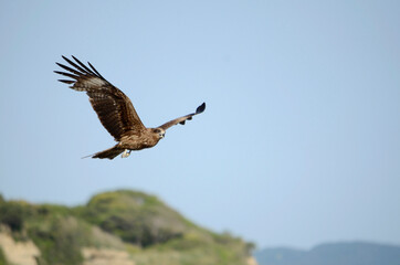 青空と鳶