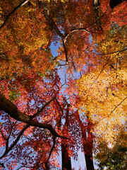 紅葉したカエデの木