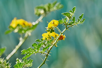 Yellow flower inside a blue agave plantation with pollinating insects