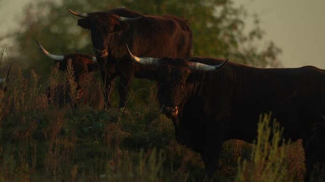 Primitive breed cattle herd most similar to extinct aurochs (Bos primigenius) carefully stare directly estimating posible threats. Great herbivore repatriation project. Milovice, Czech republic