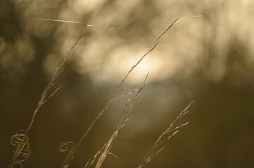 The grass is washed by the sun 