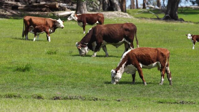 hereford and Angus cows and calf grazing on lush pasture. while they enjoy the sun with the over cattle in the herd. in Australia.