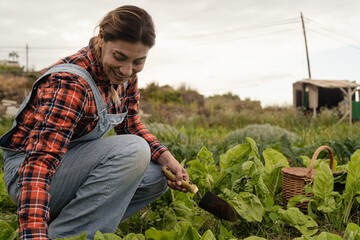 Latin female farmer harvesting lettuce and vegetables from garden - Farm people lifestyle concept