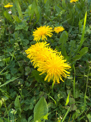 dandelions in the grass