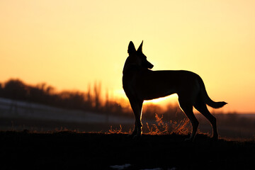 Silhouette of a dog Belgian Shepherd Malinois on a sunset background