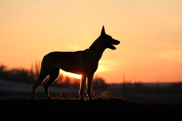 Silhouette of a dog Belgian Shepherd Malinois on a sunset background