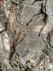 Wooden Bark in the garden , Close up Texture