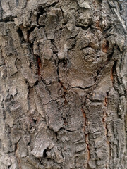 Wooden Bark in the garden , Close up Texture