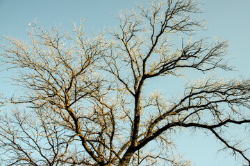 Ground view of a leafless tree against the blue sky.