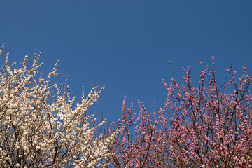 青空に映える春を知らせる紅白の梅の花