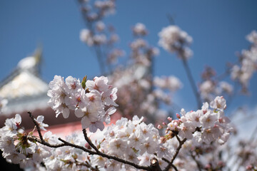 青空に映える春を知らせる桜の花