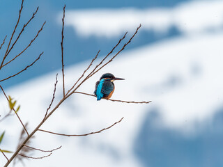 Special winter sightings of the Esivogel Kingfisher on the shores of the Upper Zurich Lake, Rapperswil-Jona, St. Gallen, Switzerland