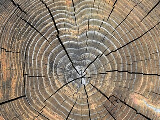 Fototapeta premium 切り株の断面のクローズアップ