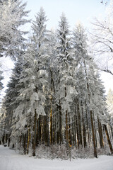 Winterwald