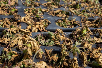 Dead dry plants in a propagator tray with focus on foreground