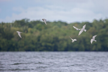 Whiskered tern flock of birds catch fish on a lake 